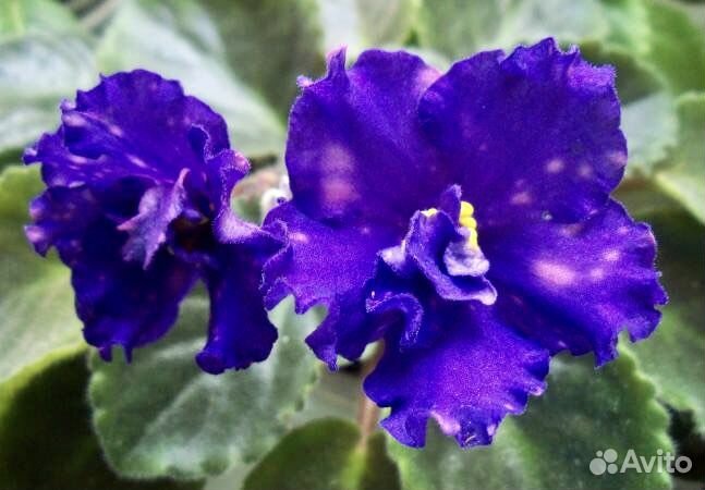 Фиалка ек-Тлеющие угольки