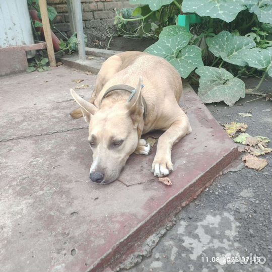 Нашли собаку держать не можем