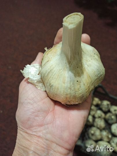 Чеснок рокамболь