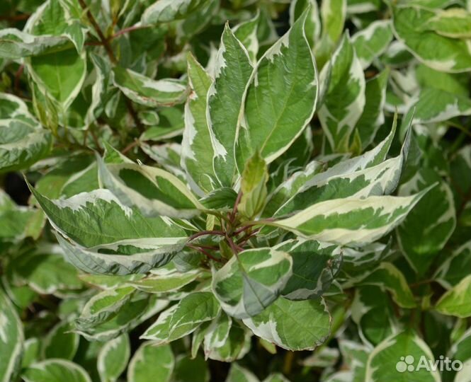 Дёрен пестролис,Хоста,Гибискус,Лилейник,Дек.лук