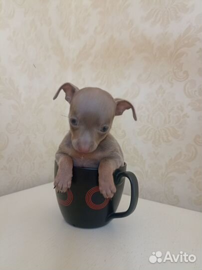 Щенки русский той-терьер