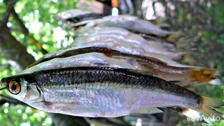 Уклейка вяленая (Пенза) Рыбные семечки