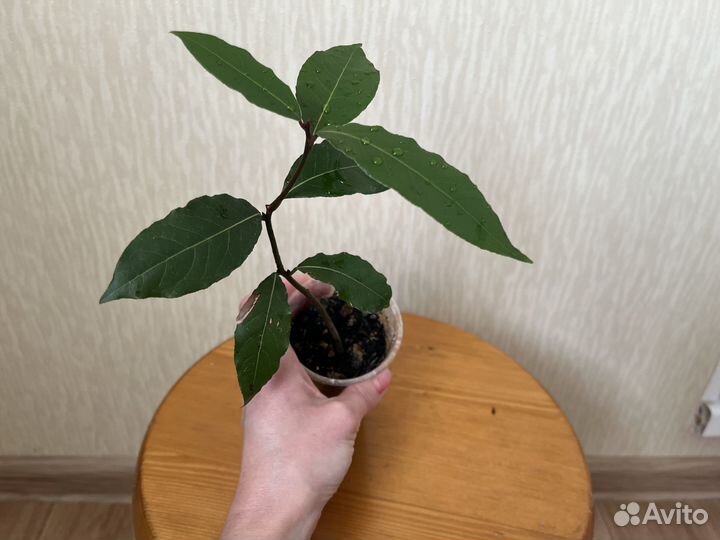 Лавровое дерево