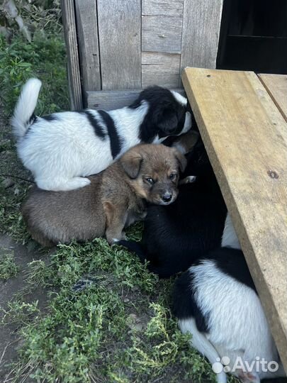 Щенки дворняги