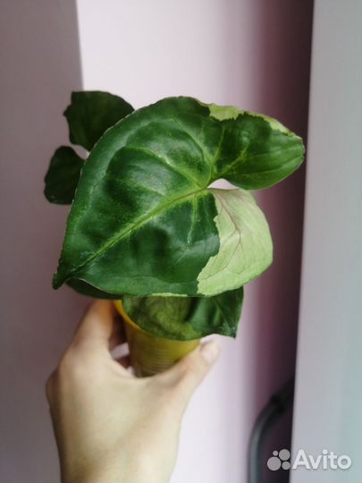 Сингониум т 24