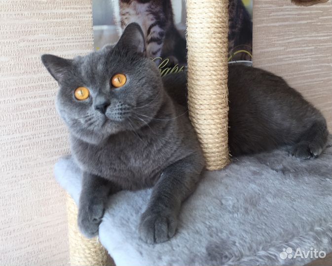 Кот для вязки