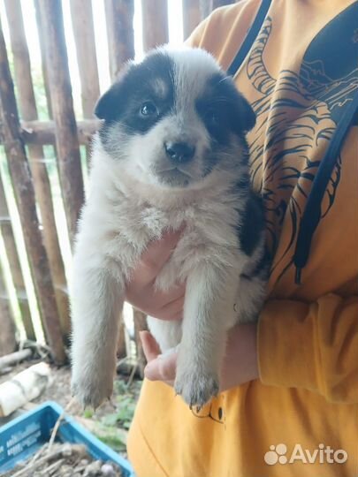 Щенки в добрые руки