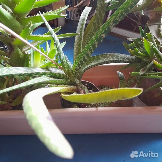 Комнатные домашние растения