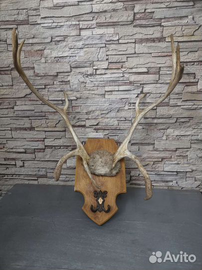 Продам рога оленя