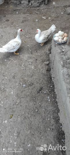Яйцо утиное