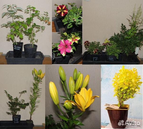 Флокс, Лилейник, Малина, Роза, Спирея, Клематис