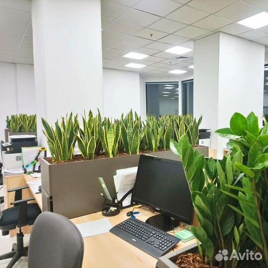 Пальма для офиса/ озеленение офиса