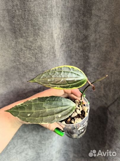 Хойя Macrophylla Variegata