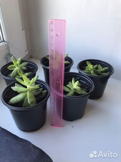 Толстянка суккулент растение цветок