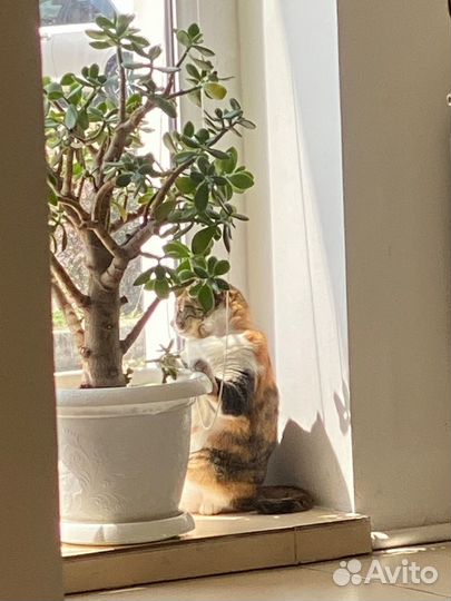 Кошка в добрые руки