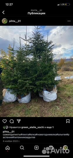 Пихта кавказская