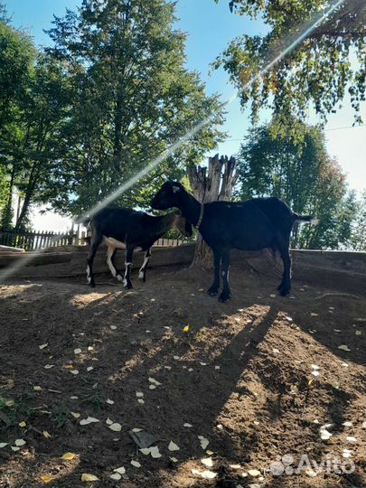 Нубийская козочка