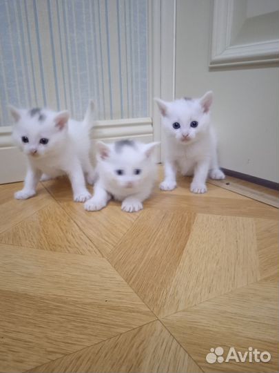 Котята в добрые руки бесплатно