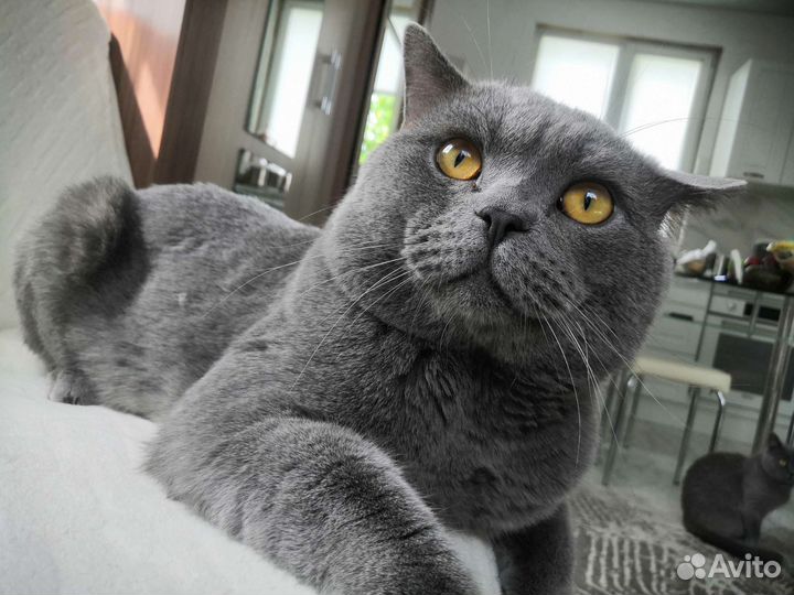 Британский кот вязка