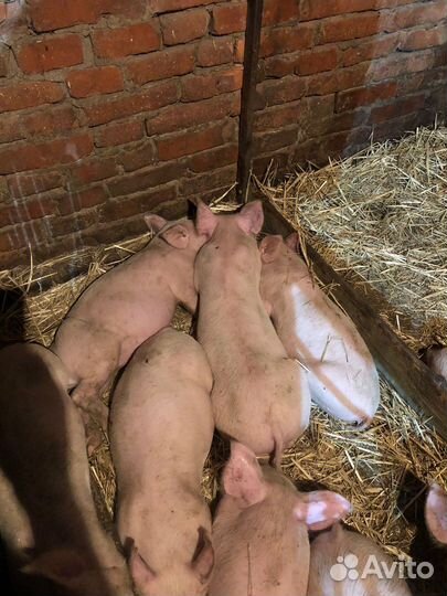 С/х животные