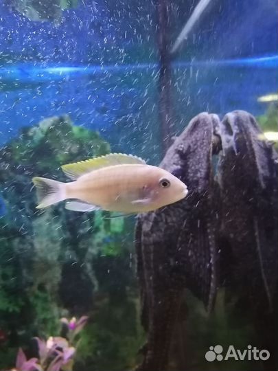 Аквариумные рыбки