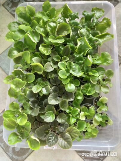 Фиалка в Детках