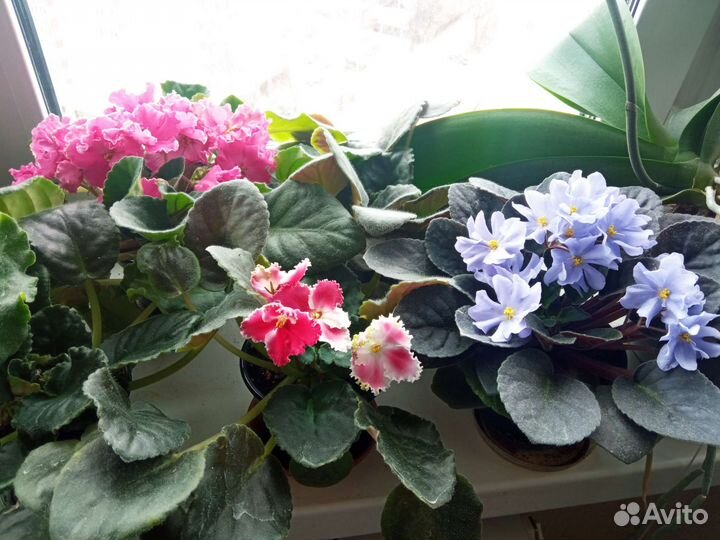 Фиалки взрослые в подарок