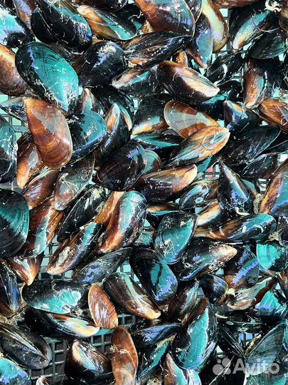 Мидии черноморские