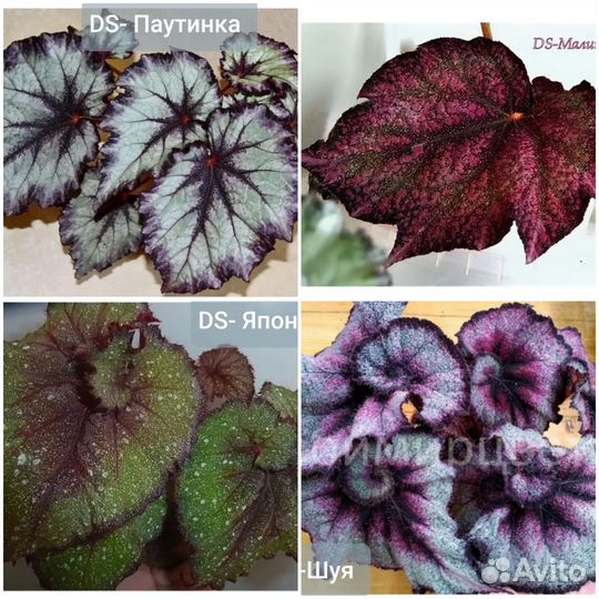 Бегония декоративно лиственная почтой