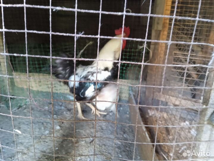 Куры, петухи, инк, яйца перепела