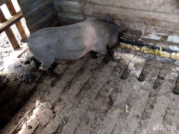 Вьетнамские свинки