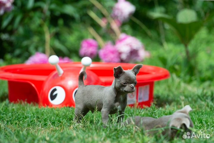 Чихуахуа мальчик уникального окраса