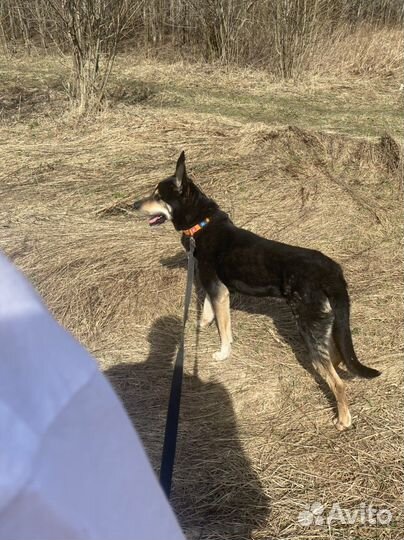 Собака в добрые руки