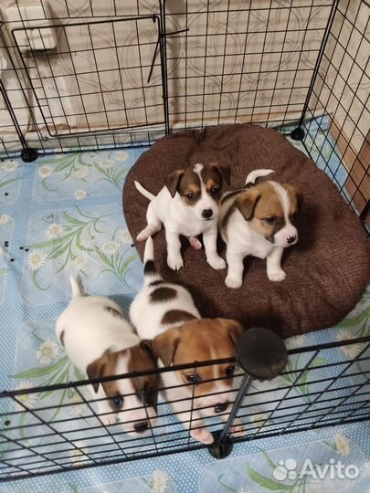 Щенки джек Рассел терьер (помесь)