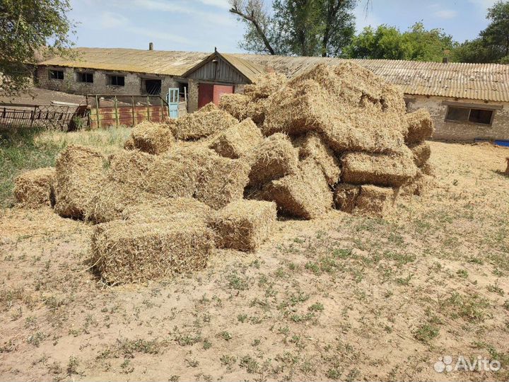 Солома пшеничная в тюках