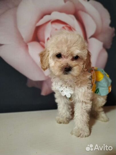 Щенки Мальтипу f1