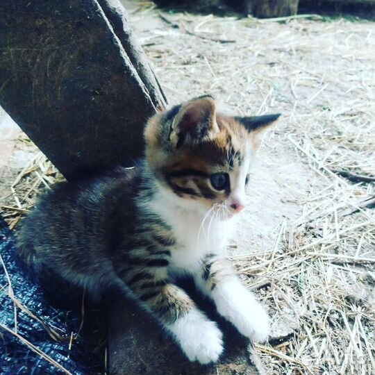 Дворянская