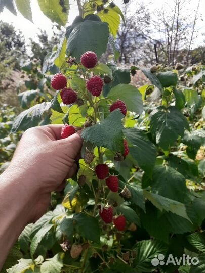 Малина свежая