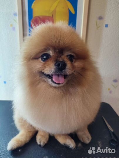 Стрижка собак