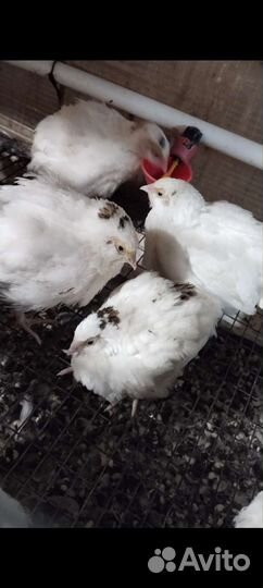 Перепела Белый гигант 170