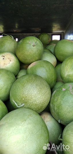 Продаю арбуз оптом