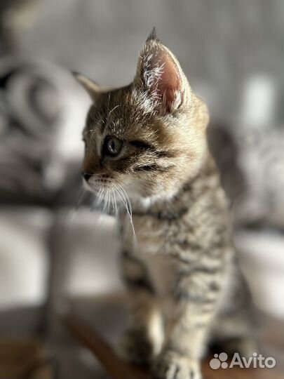 Британские вислоухие котята