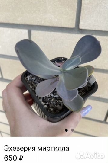 Суккуленты