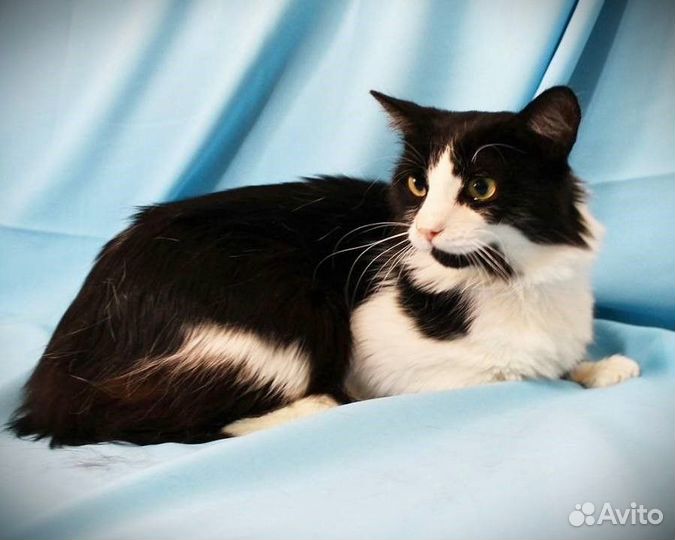 Кот Бородач ищет дом