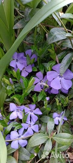 Цветы садовые