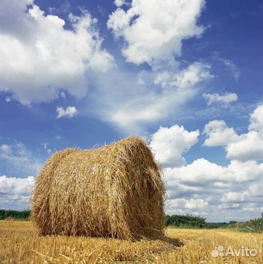 Сено в рулонах