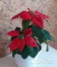 Укорененные черенки пуансеттии