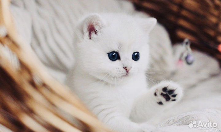 Серебристая британская шиншилла