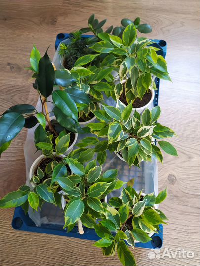 Фикус Бенжамина Кинки и Наташа