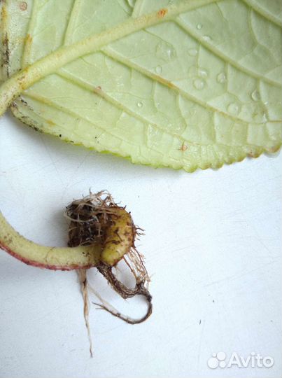 Глоксиния клубни